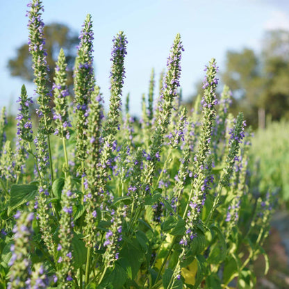 Chia Plant Seeds - Heirloom Herbal Plant for Home Gardens