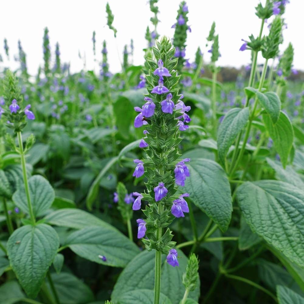 Chia Plant Seeds - Heirloom Herbal Plant for Home Gardens