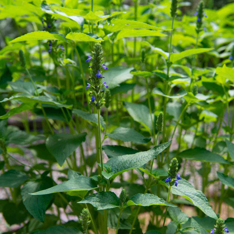 Chia Plant Seeds - Heirloom Herbal Plant for Home Gardens