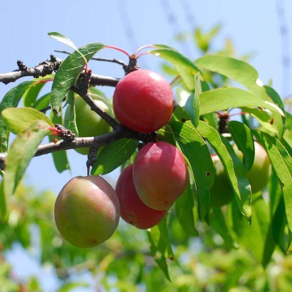 Chickasaw Plum Seeds