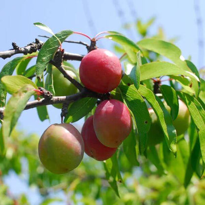 Chickasaw Plum Seeds