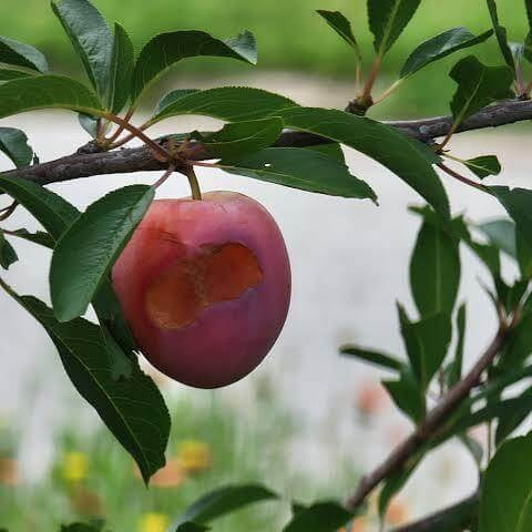 Chickasaw Plum Seeds