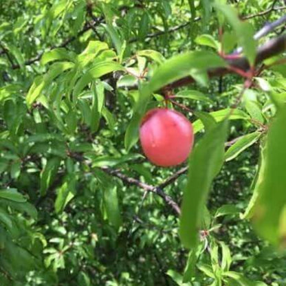 Chickasaw Plum Seeds