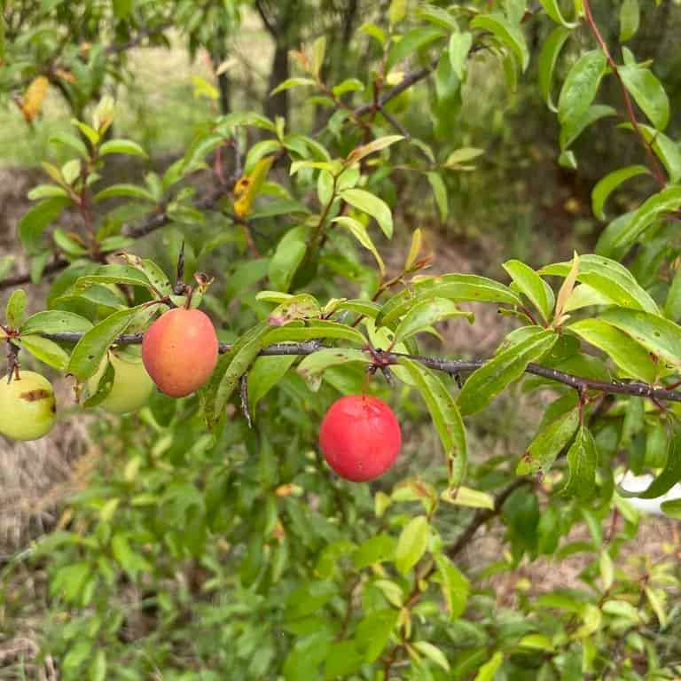 Chickasaw Plum Seeds