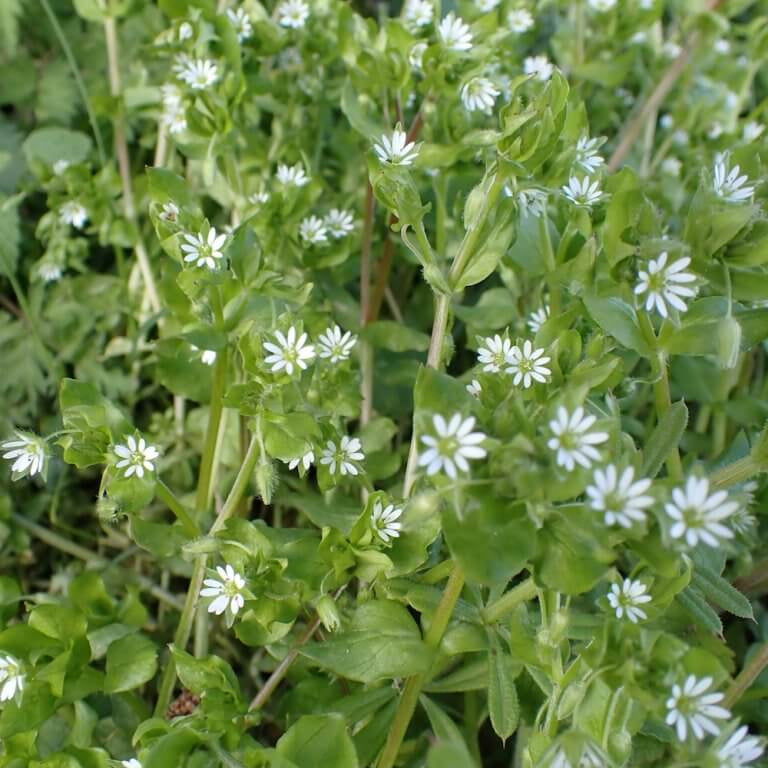 Chickweed Seeds - Heirloom Herbal Plant for Home Gardens