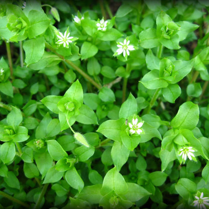 Chickweed Seeds - Heirloom Herbal Plant for Home Gardens