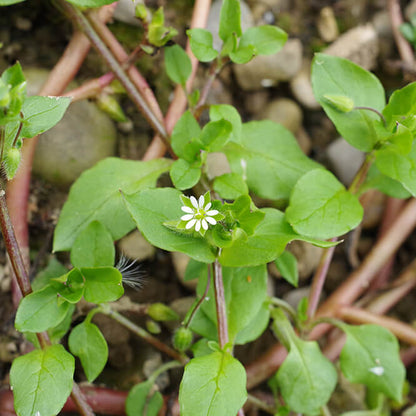 Chickweed Seeds - Heirloom Herbal Plant for Home Gardens