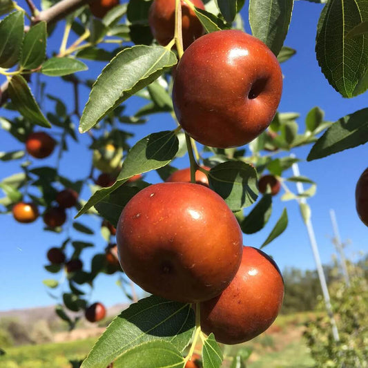 Chico Jujube Seeds - Fruit Plant