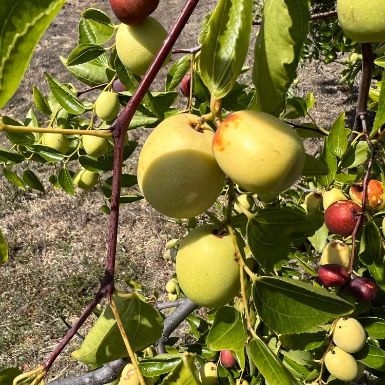 Chico Jujube Seeds - Fruit Plant