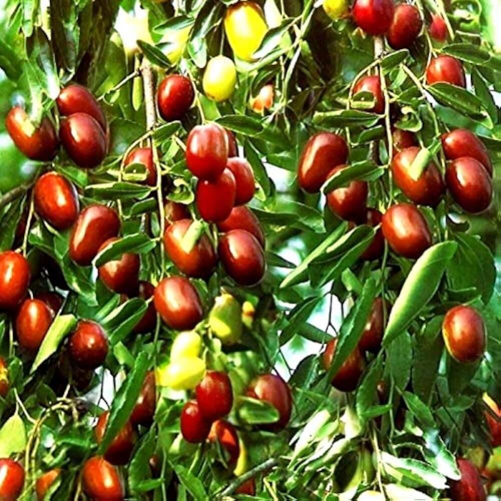 Chico Jujube Seeds - Fruit Plant