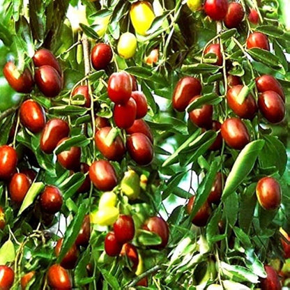 Chico Jujube Seeds - Fruit Plant