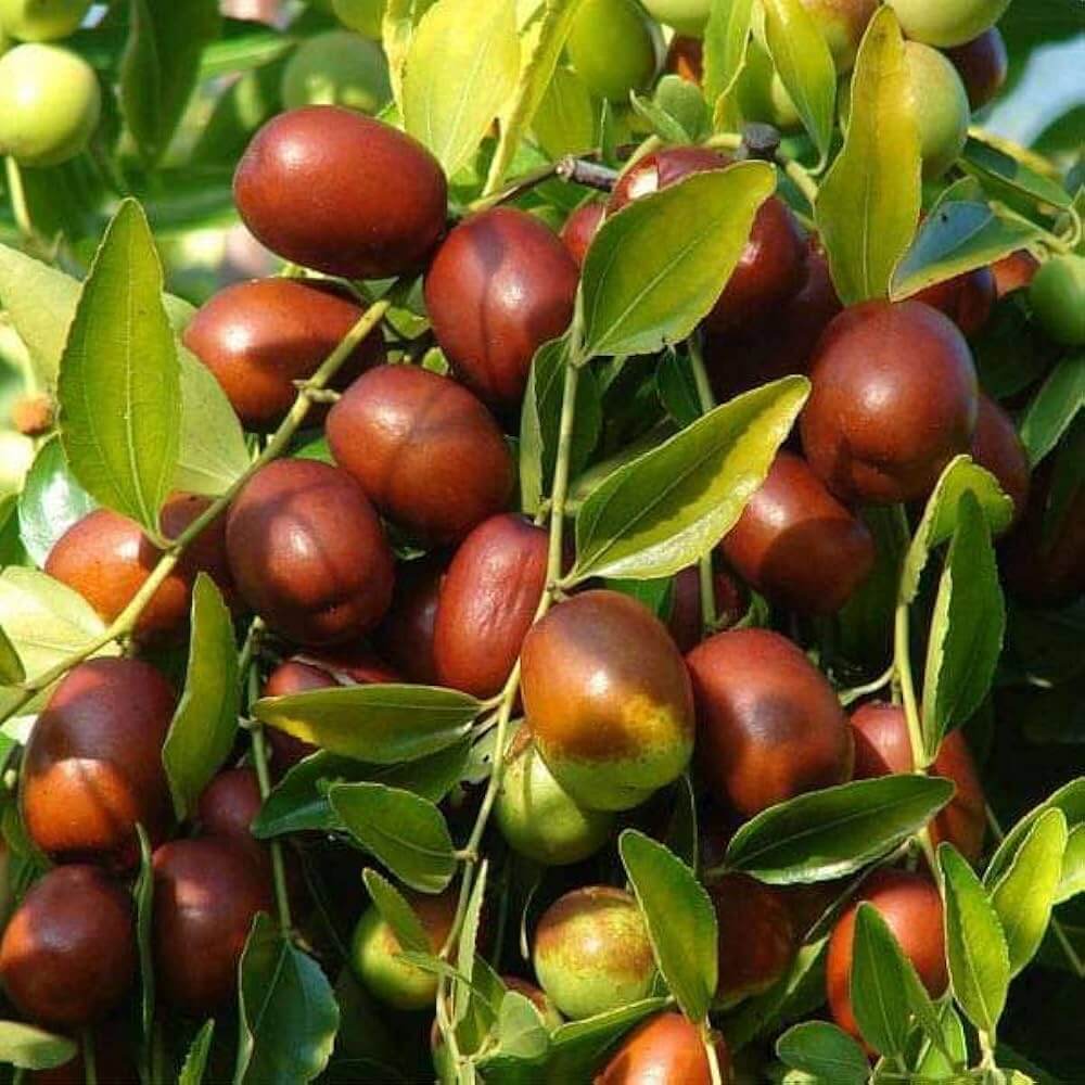 Chico Jujube Seeds - Fruit Plant
