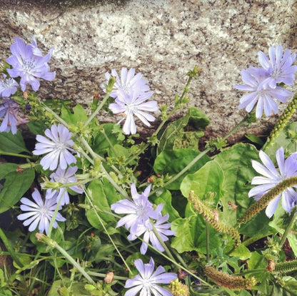 Chicory Seeds