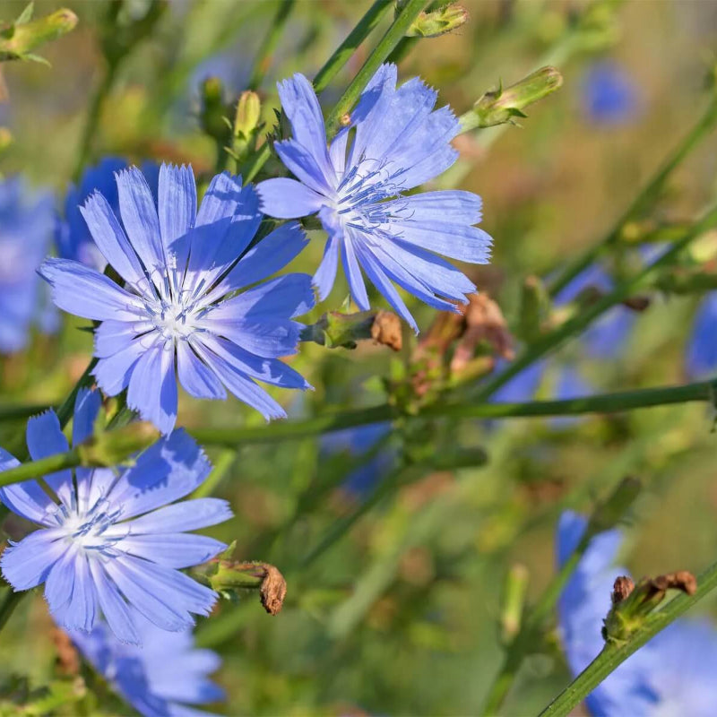 Chicory Seeds