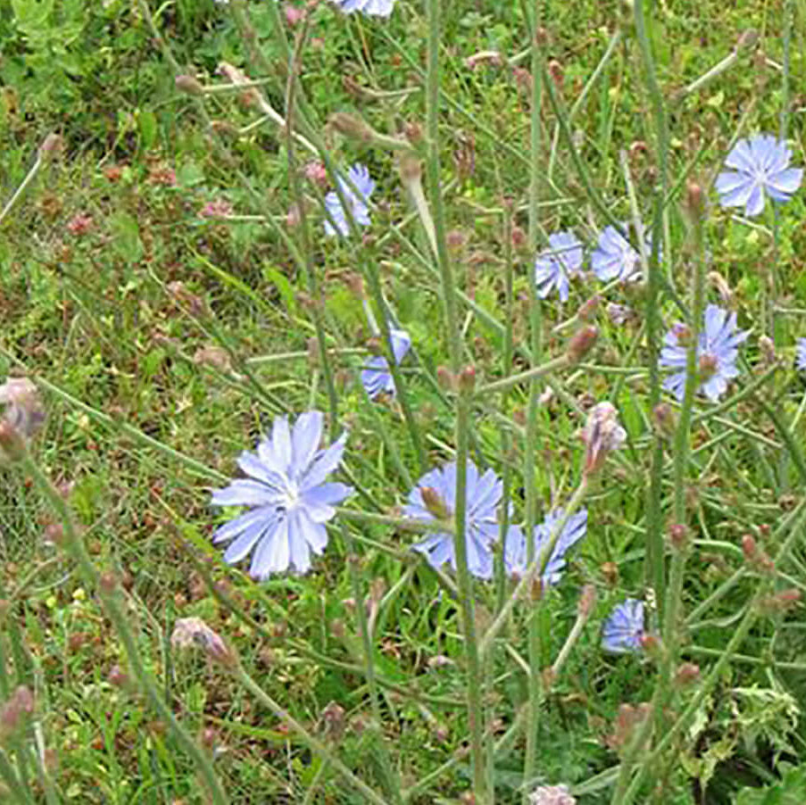 Chicory Seeds
