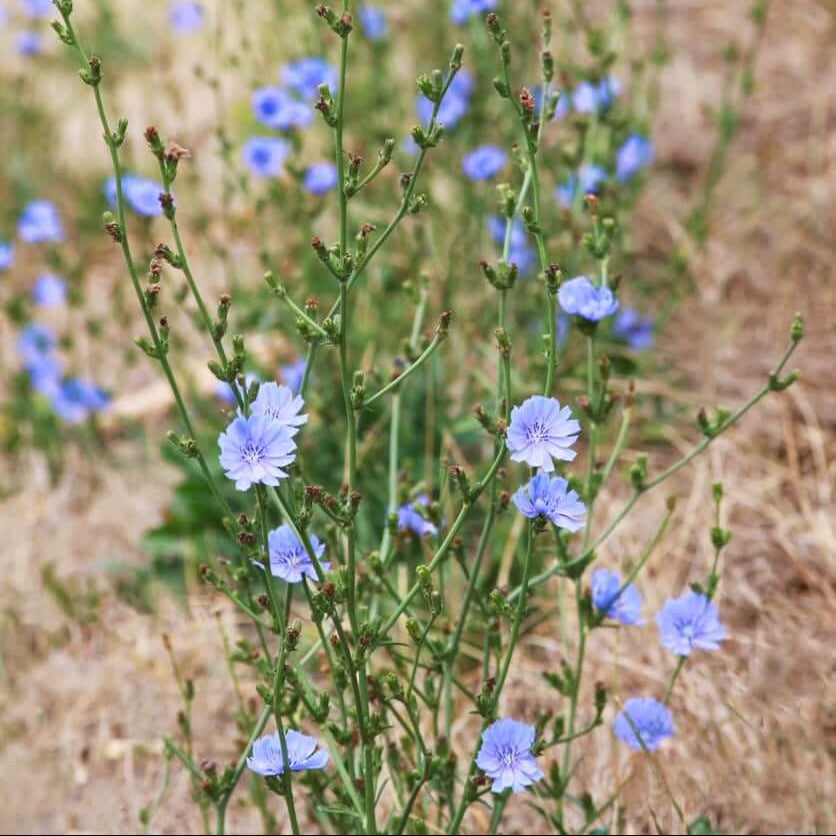 Chicory Seeds