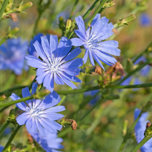 Chicory Seeds - Herbal Plant