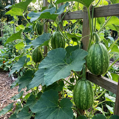 Chilacayote Fig Leaf Gourd Seeds