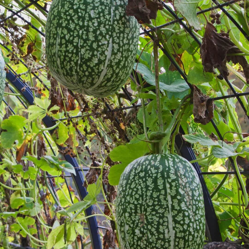 Chilacayote Fig Leaf Gourd Seeds