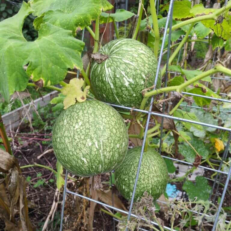 Chilacayote Fig Leaf Gourd Seeds