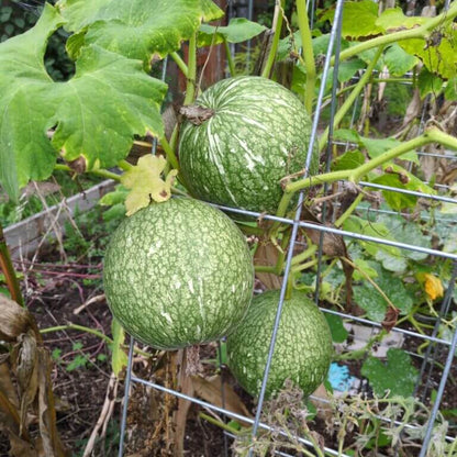 Chilacayote Fig Leaf Gourd Seeds