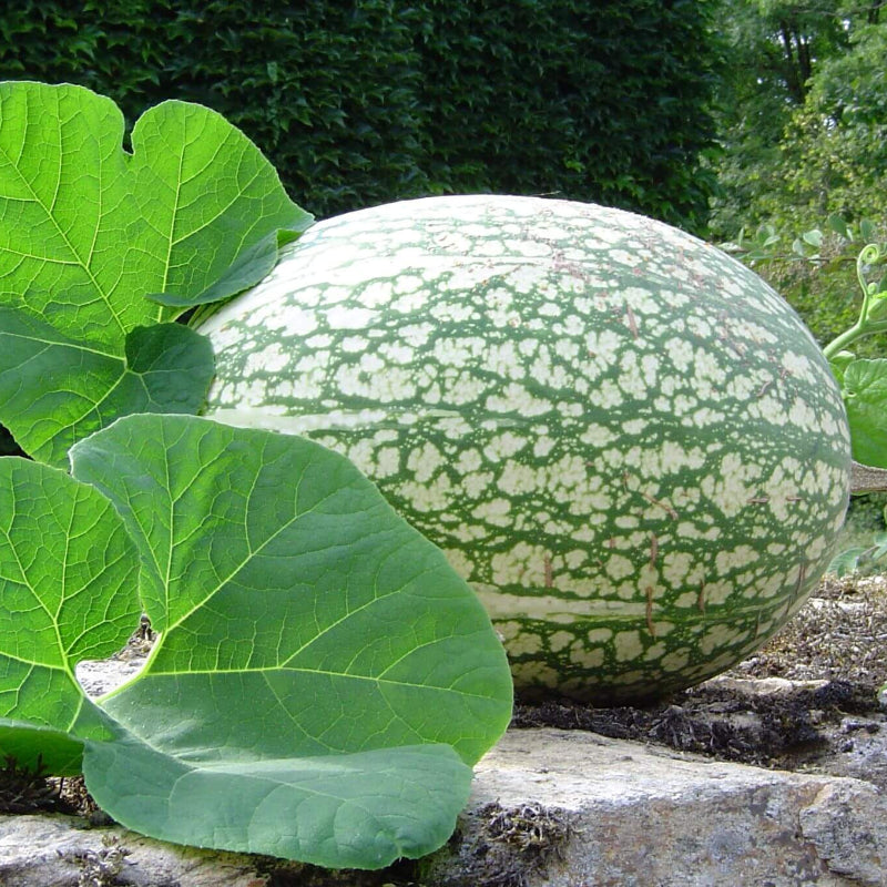 Chilacayote Fig Leaf Gourd Seeds
