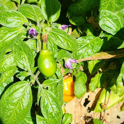 Chile Manzano Seeds - Heirloom Vegetable Plant for Home Gardens