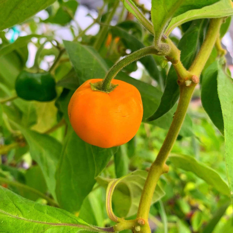 Chile Manzano Seeds - Heirloom Vegetable Plant for Home Gardens