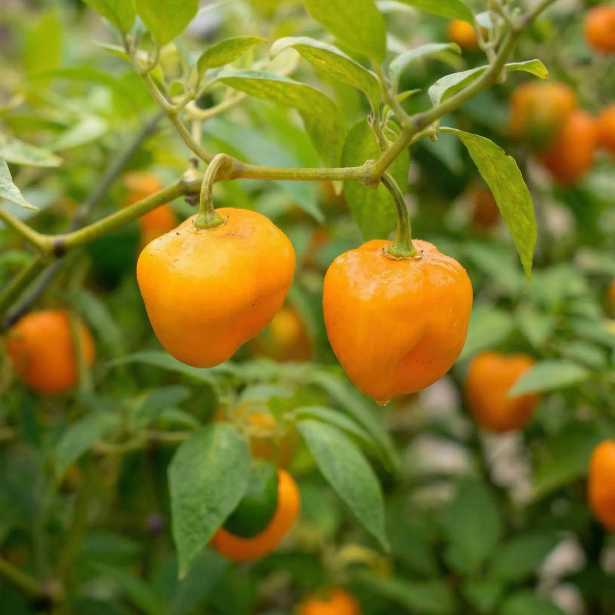 Chile Manzano Seeds - Heirloom Vegetable Plant for Home Gardens