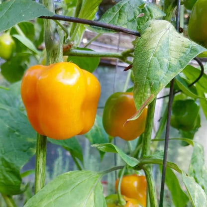 Chile Manzano Seeds - Heirloom Vegetable Plant for Home Gardens