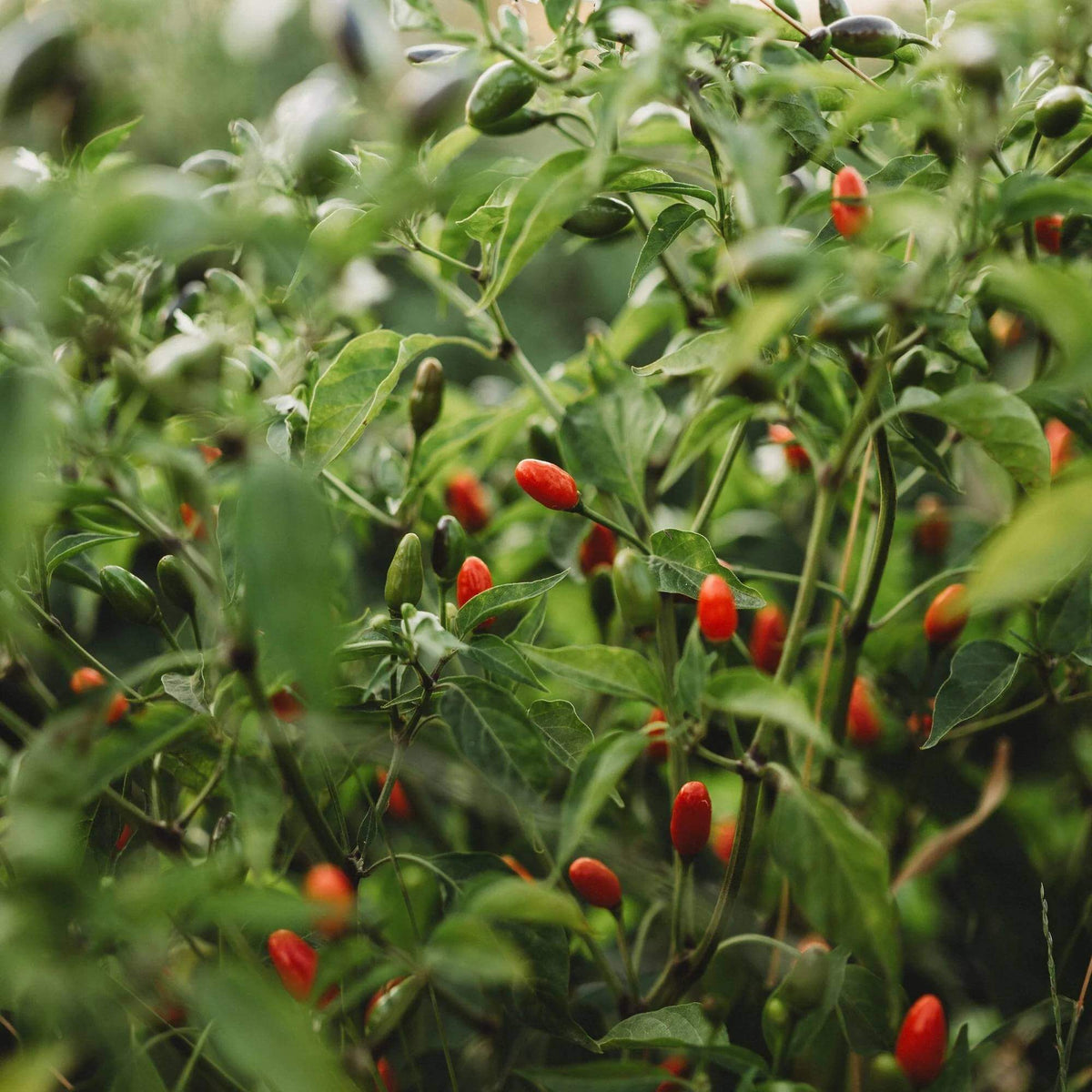 Chile Pequin Pepper Seeds - Heirloom Vegetable Plant for Home Gardens