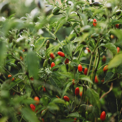 Chile Pequin Pepper Seeds - Heirloom Vegetable Plant for Home Gardens