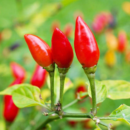 Chile Pequin Pepper Seeds - Heirloom Vegetable Plant for Home Gardens