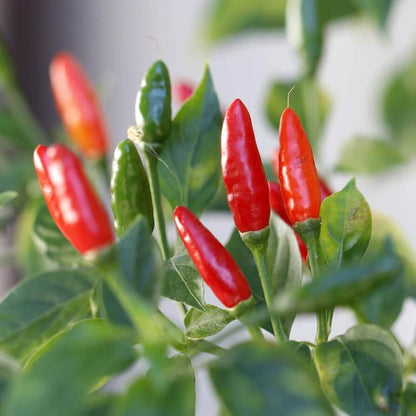 Chile Pequin Pepper Seeds - Heirloom Vegetable Plant for Home Gardens