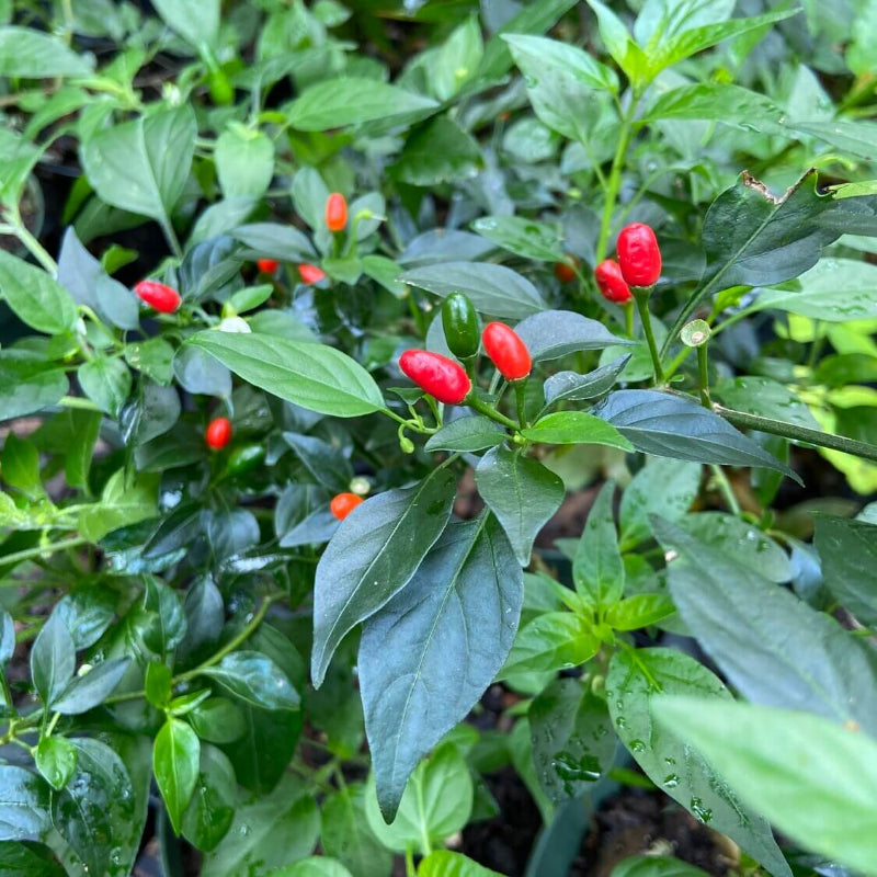 Chile Pequin Pepper Seeds - Heirloom Vegetable Plant for Home Gardens