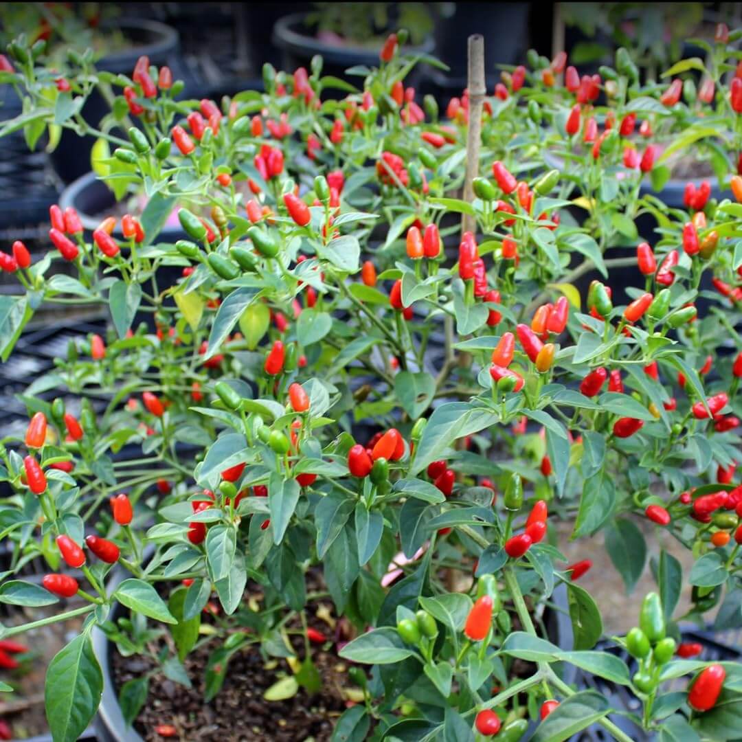 Chile Pequin Pepper Seeds - Heirloom Vegetable Plant for Home Gardens
