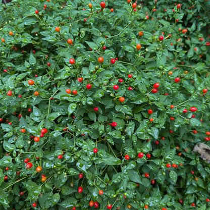 Chile Piquin seeds