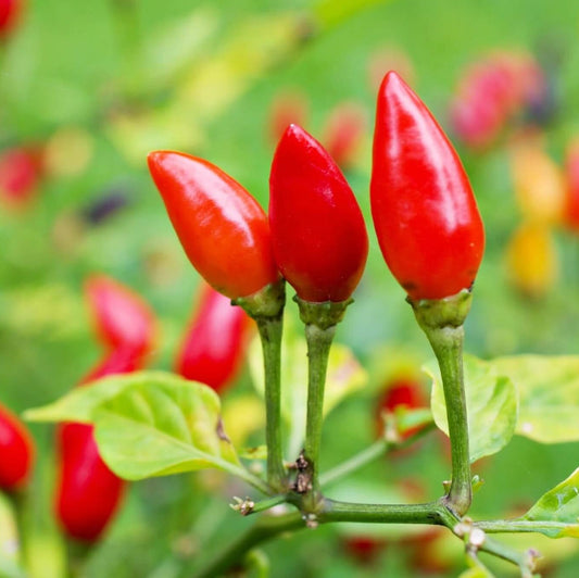Chile Piquin seeds