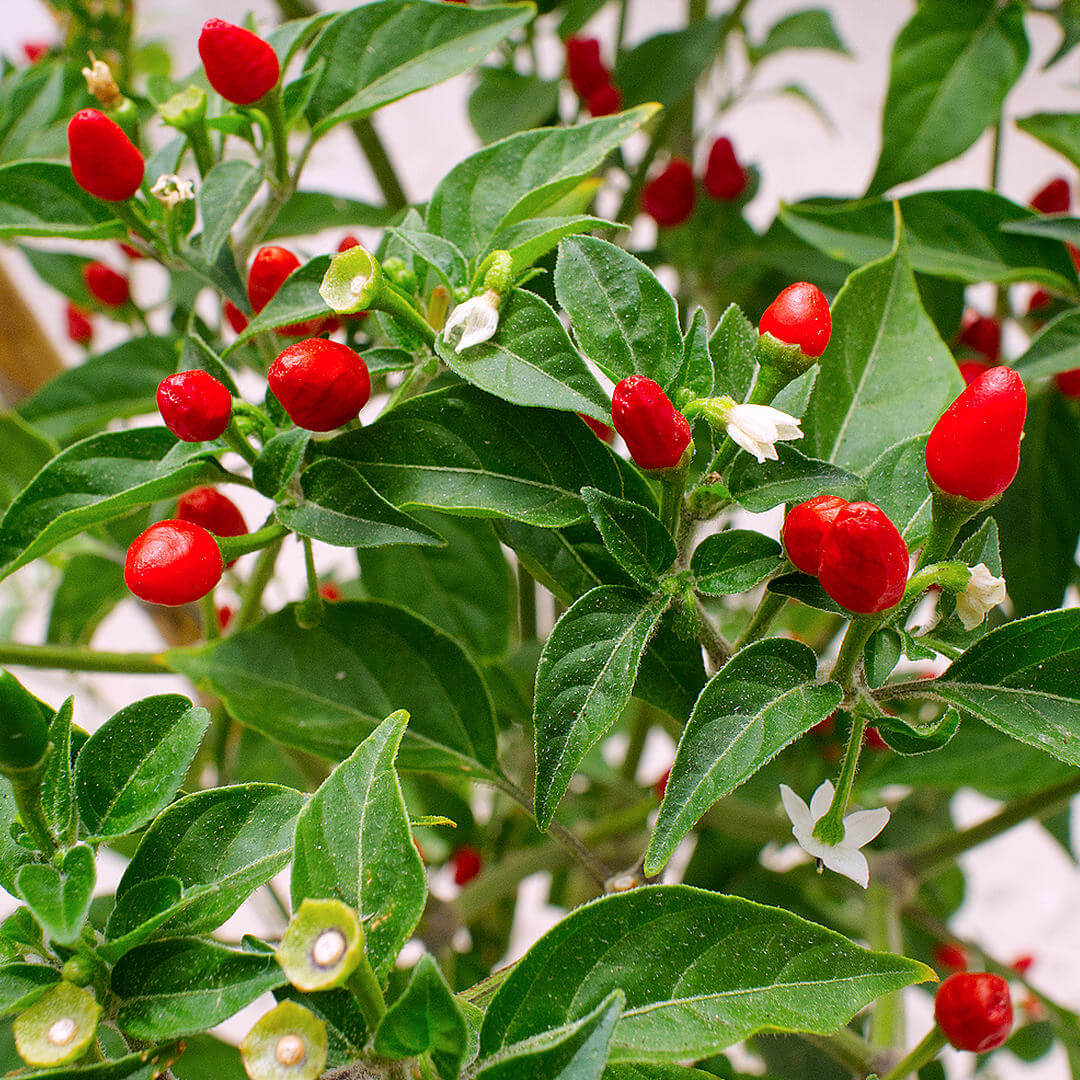 Chile Piquin seeds