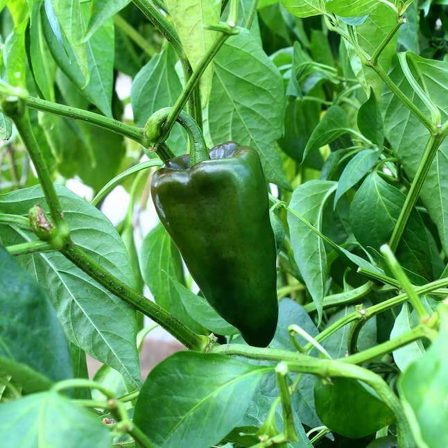 Chile Poblano Seeds - Heirloom Vegetable Plant for Home Gardens