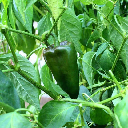 Chile Poblano Seeds - Heirloom Vegetable Plant for Home Gardens