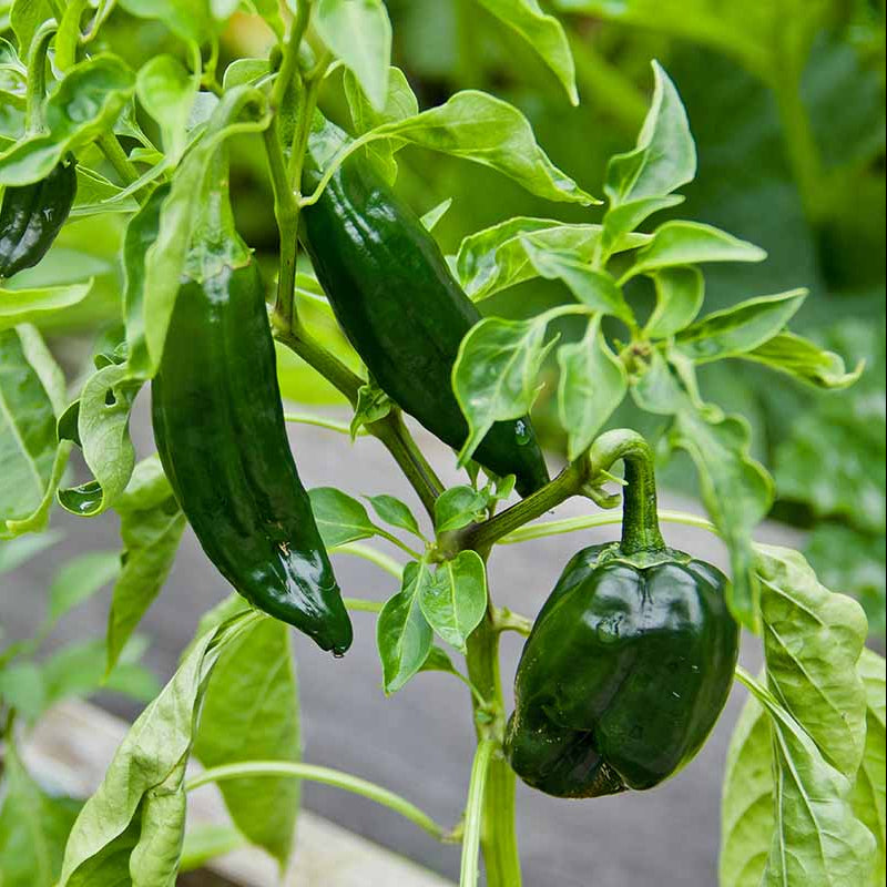 Chile Poblano Seeds - Heirloom Vegetable Plant for Home Gardens