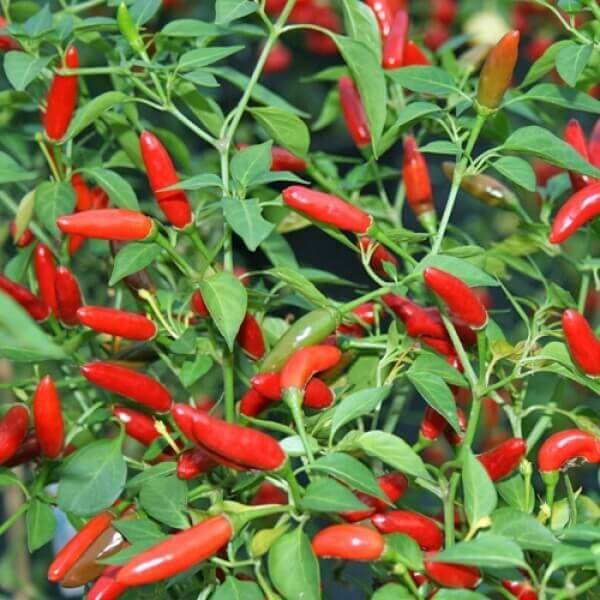 Chili Pequin Pepper Seeds 