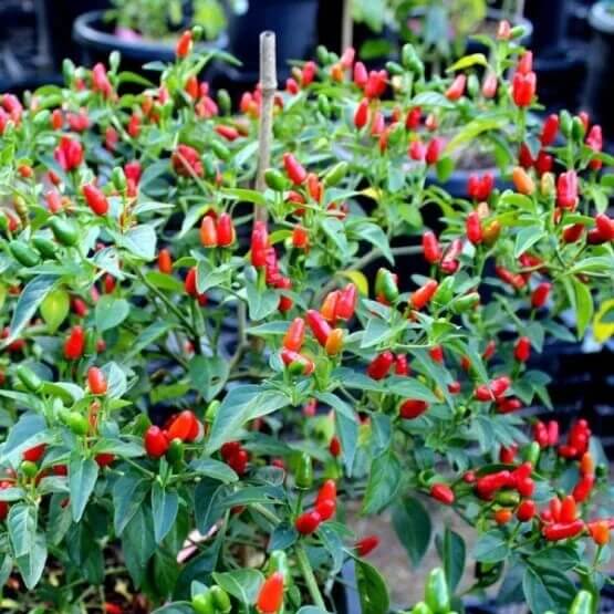 Chili Pequin Pepper Seeds 