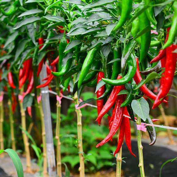 Chili pepper seeds - Vegetable Plant