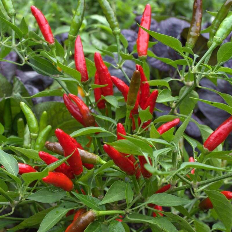 Chili pepper seeds - Vegetable Plant
