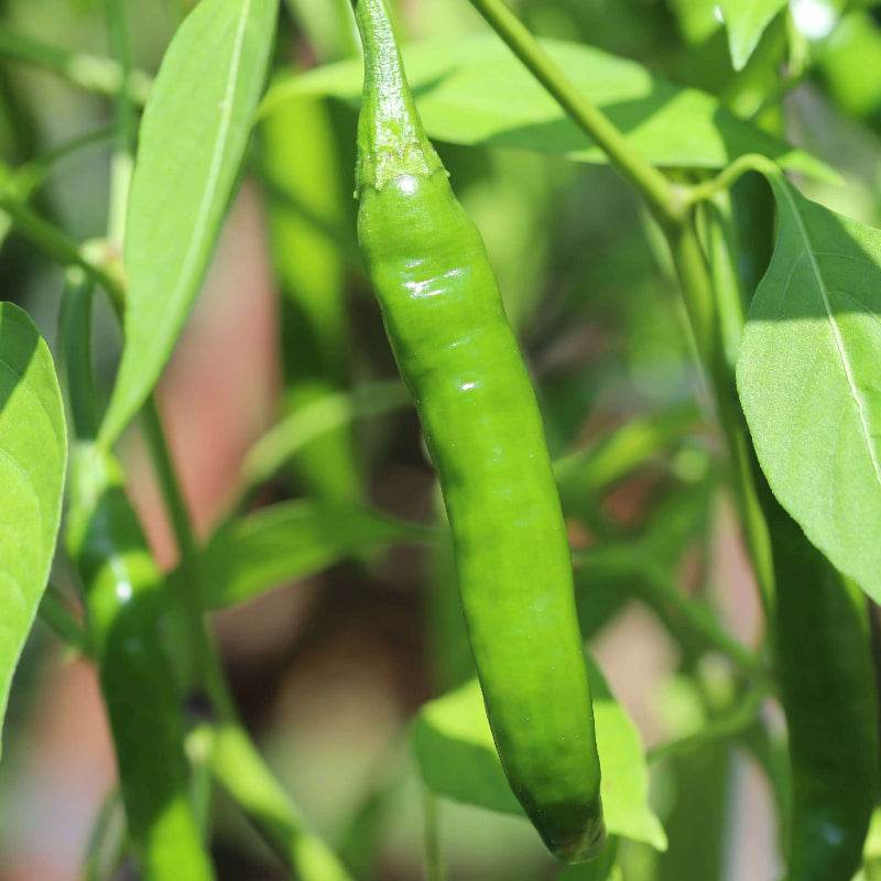 Chilli Seeds For Planting - Heirloom Vegetable Plant for Home Gardens