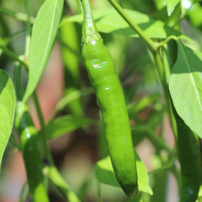 Chilli Seeds For Planting - Heirloom Vegetable Plant for Home Gardens