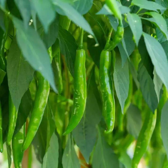 Chilli Seeds For Planting - Heirloom Vegetable Plant for Home Gardens