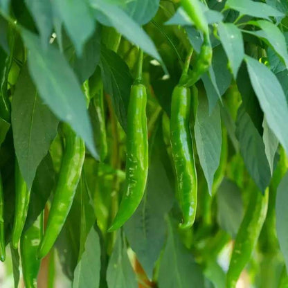 Chilli Seeds For Planting - Heirloom Vegetable Plant for Home Gardens